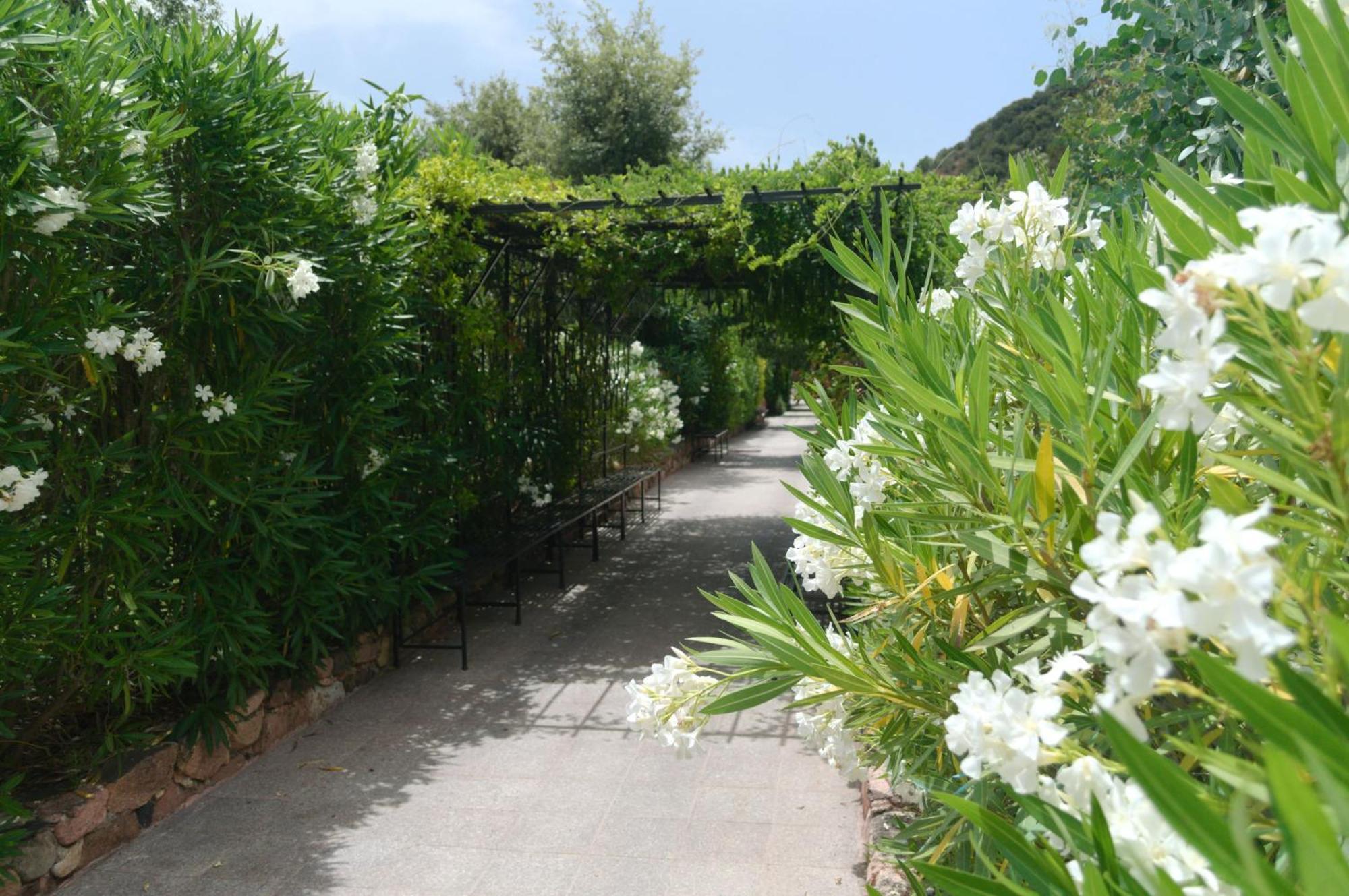 Domaine Codaleone Serriera  Oda fotoğraf